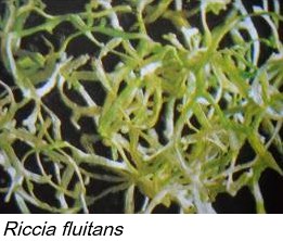 Riccia fluitans